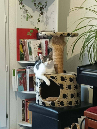 animal adopté SKIPP