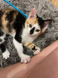 animal adopté Surimi 
