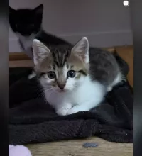 animal adopté Tigrou