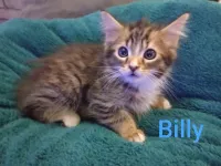 billy