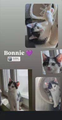 bonnie