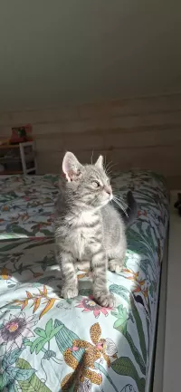 bouba