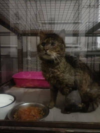 animal adopté jean pierre