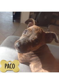 PACO