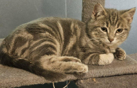 adoption ACROBATE ET ARTISTE