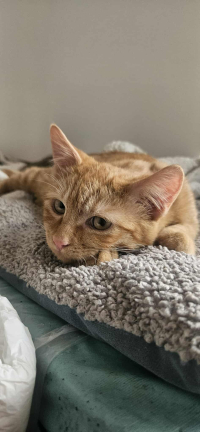 animal adopté ALADIN