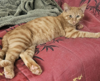 animal adopté ALVIN