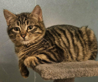 adoption ARTISTE ET ACROBATE