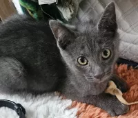 BALOO et BOHÊME 