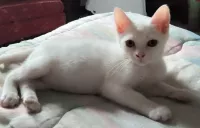 BASIL