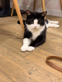 animal adopté Acouma 