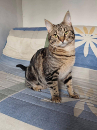 animal adopté After