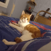 animal adopté Albert