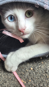 animal adopté Albus