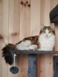 animal adopté Aldi