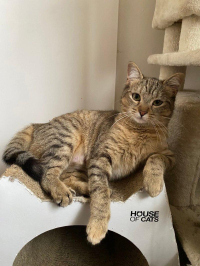 animal adopté Aélia 