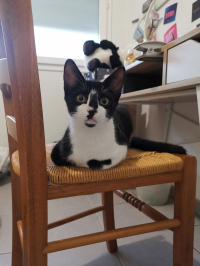 animal adopté Allegro