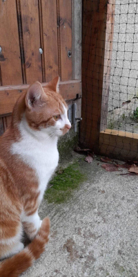 animal adopté Angel