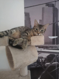 animal adopté Appolin