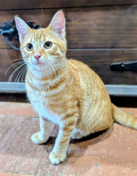 animal adopté Archimède 