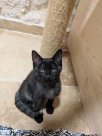 animal adopté Artiste 