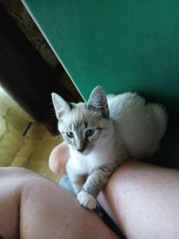 animal adopté Arwen