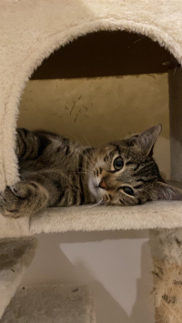 animal adopté Astro