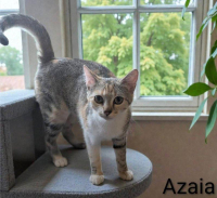 animal adopté Azaia