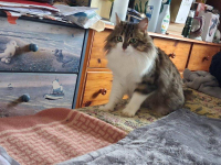 animal adopté Banxa