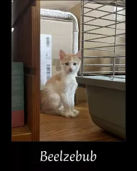 Beelzebub 