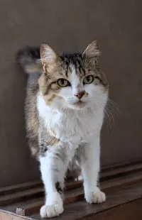 animal adopté Beignet