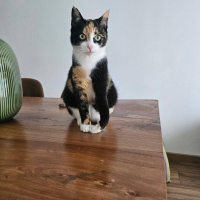 animal adopté Belle