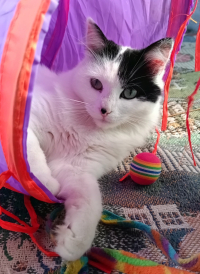 animal adopté Bianca