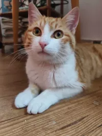 animal adopté Billy