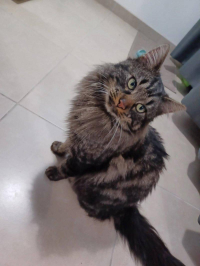 animal adopté Bémo