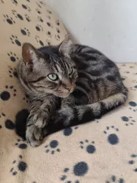 animal adopté Buffy