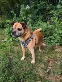 animal adopté Ibra