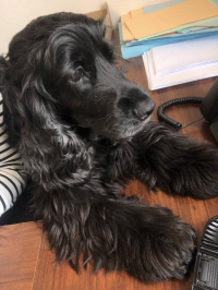 adoption Rosalie à parrainer