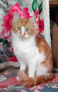 animal adopté Rouky 