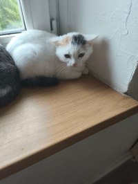 animal adopté Bandita