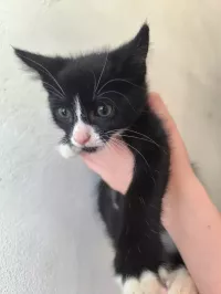animal adopté Bigoudi