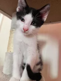 Bilbo