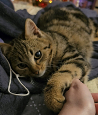 animal adopté Pop est devenu Linus