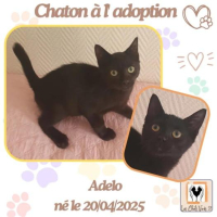 adoption Adelo