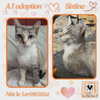 animal adopté Sixtine