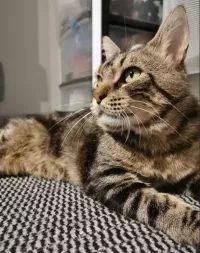 animal adopté Vadrouille