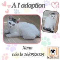 animal adopté Xéna