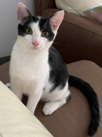 animal adopté Emile