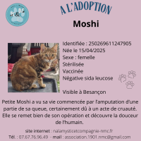 Moshi