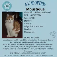 animal adopté Moustique